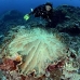 sponge_unknown_tp_np_v_0038_bal3070.jpg